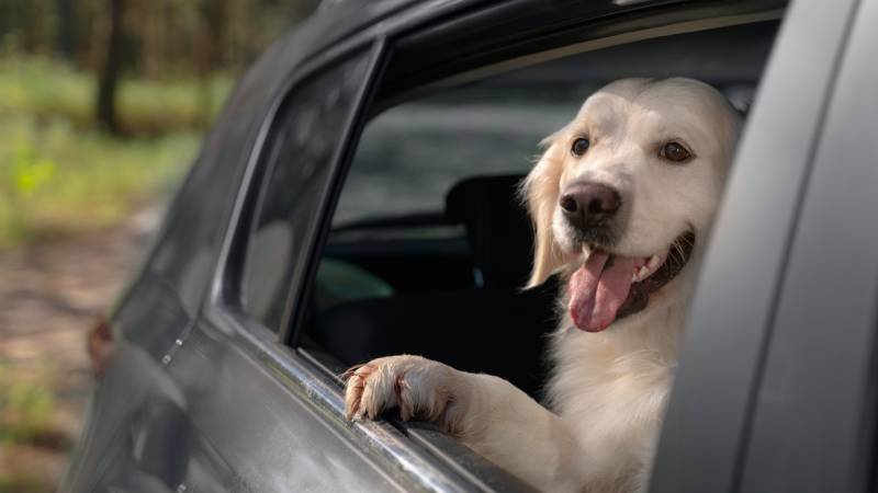 Día Mundial del Perro, como viajar seguro con ellos
