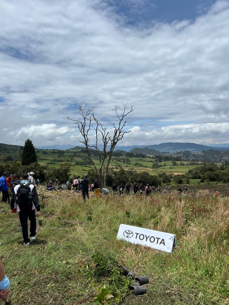 Bosque Toyota con mas de 26.000 arboles sembrados en Colombia