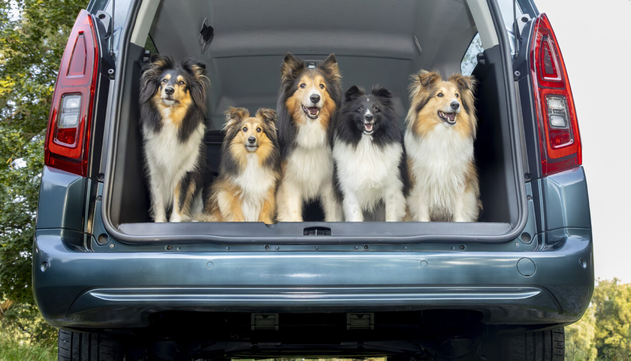Opel Combo Electric: para vivir el placer de conducir con mascotas