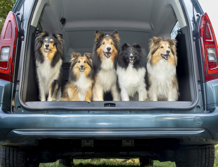 Opel Combo Electric: para vivir el placer de conducir con mascotas